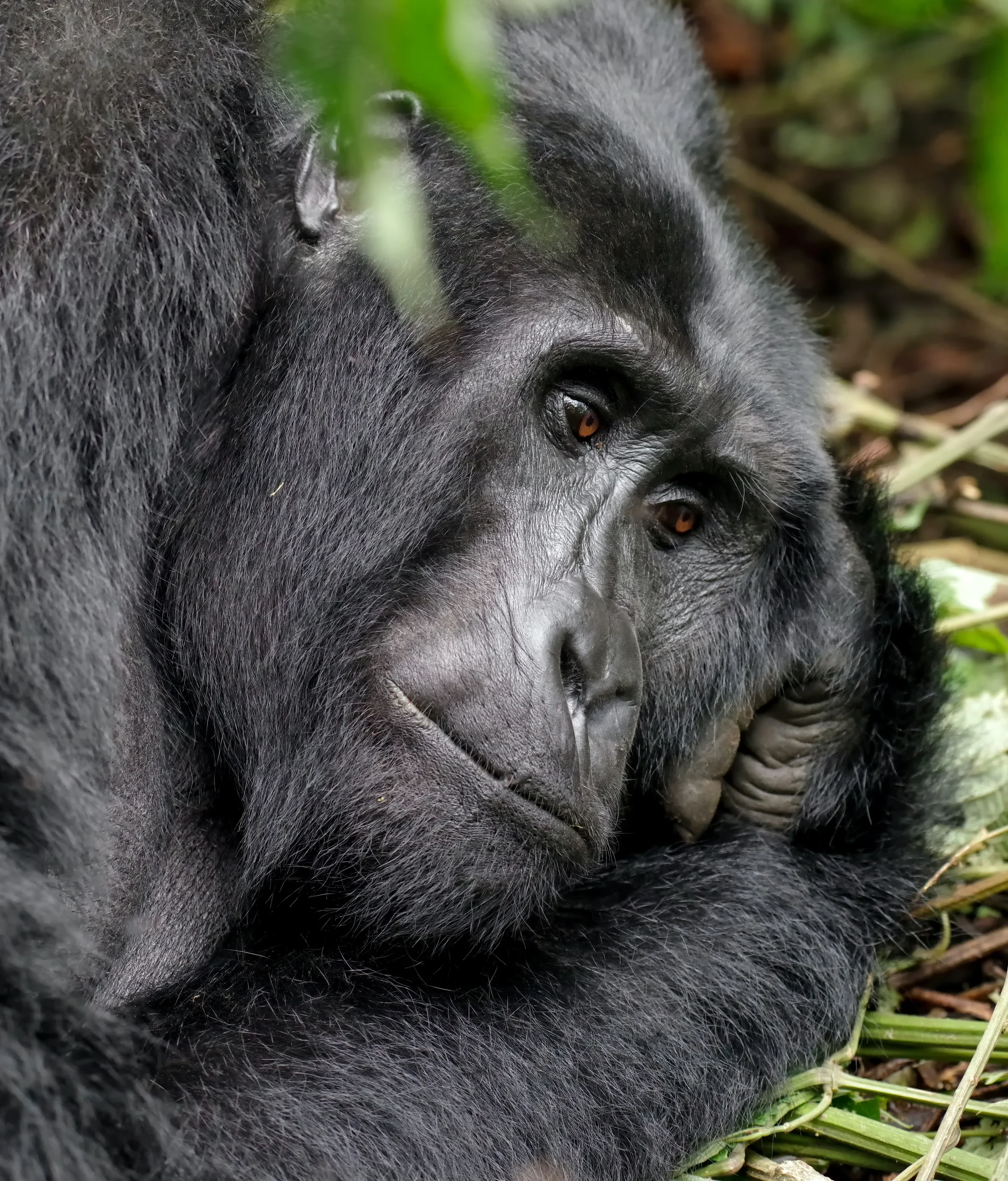 Uganda e Rwanda - Mille colline d'Africa