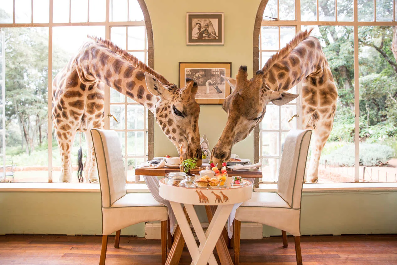 Kenya – Nairobi – Giraffe Manor Boutique Hotel