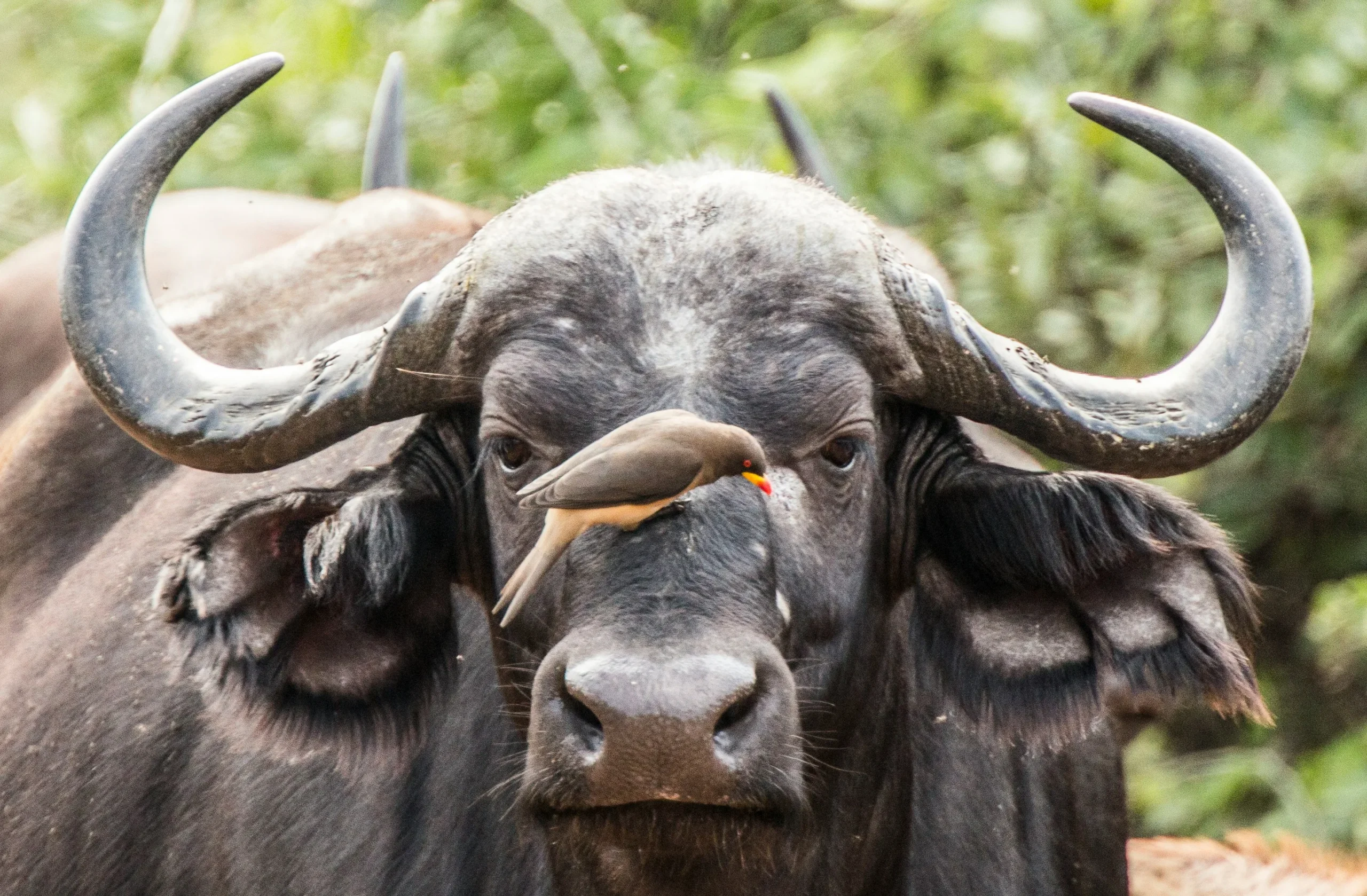 Bufalo Samburu Kenya