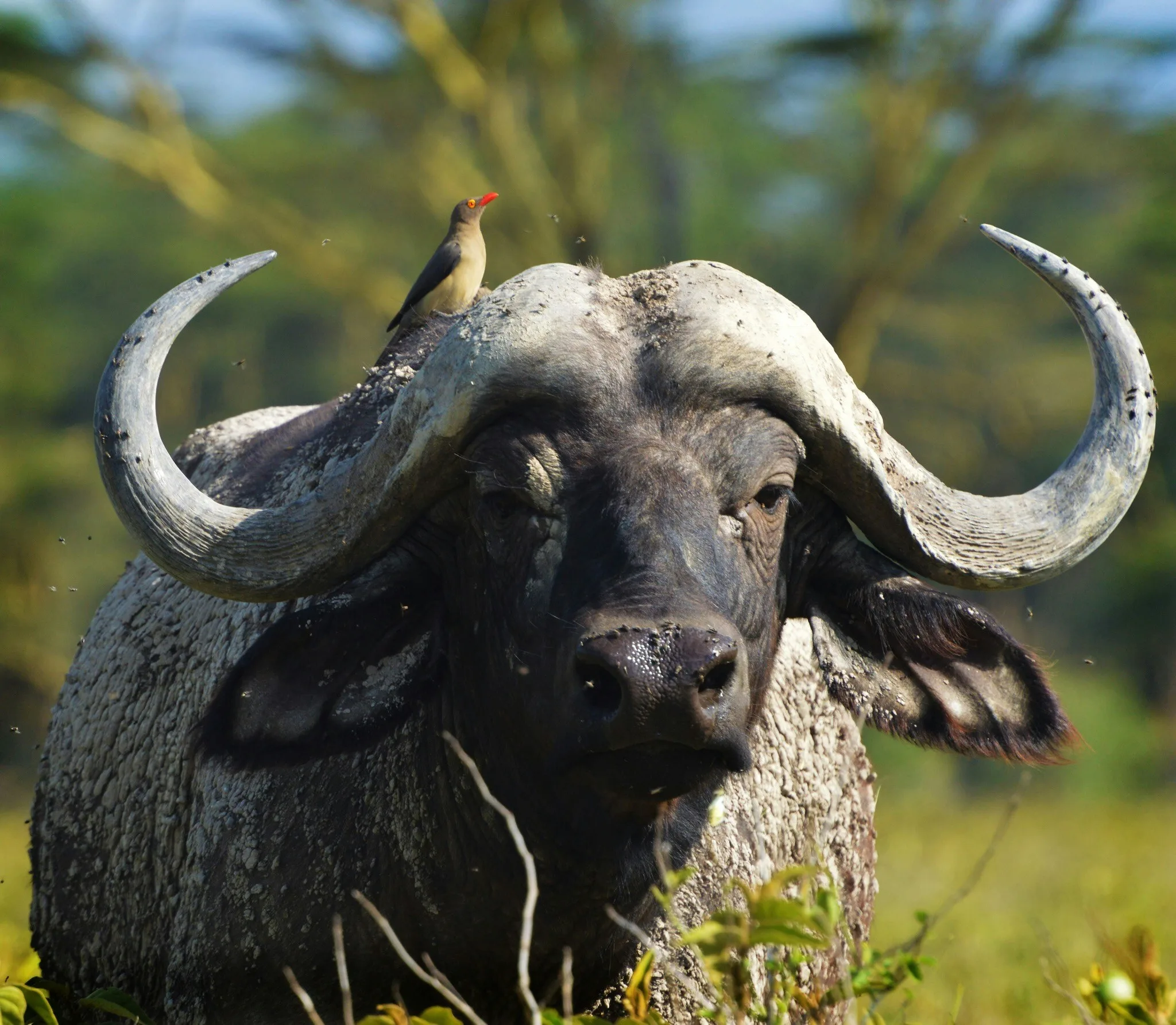 Bufalo Parco Nazionale Samburu Kenya