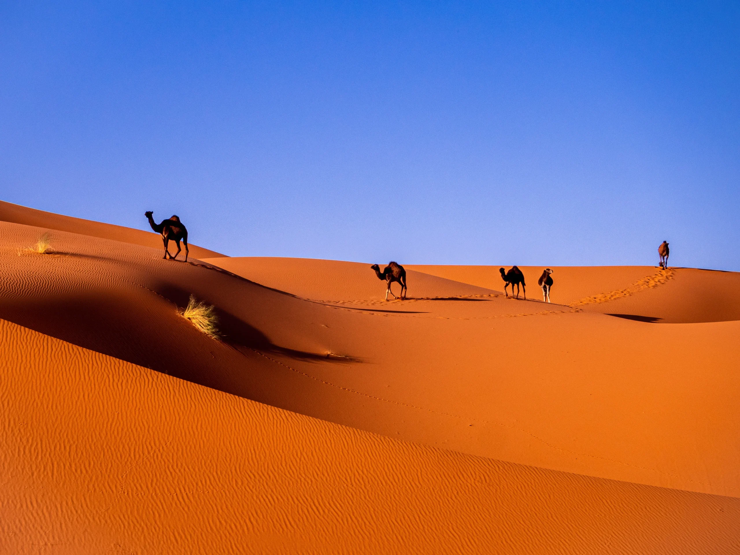 Marocco - La costa atlantica e il deserto
