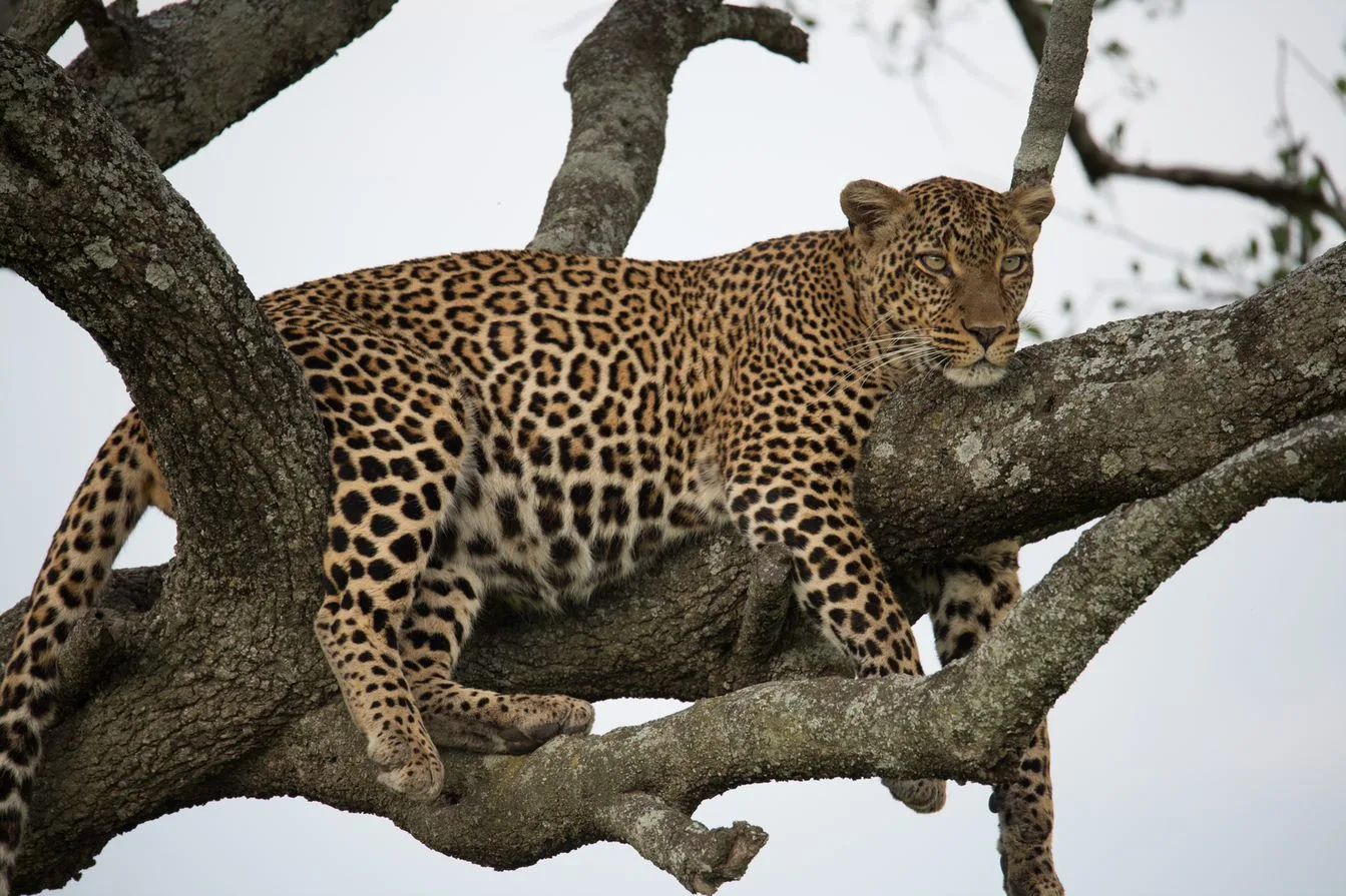 Kenya – Sala's Camp