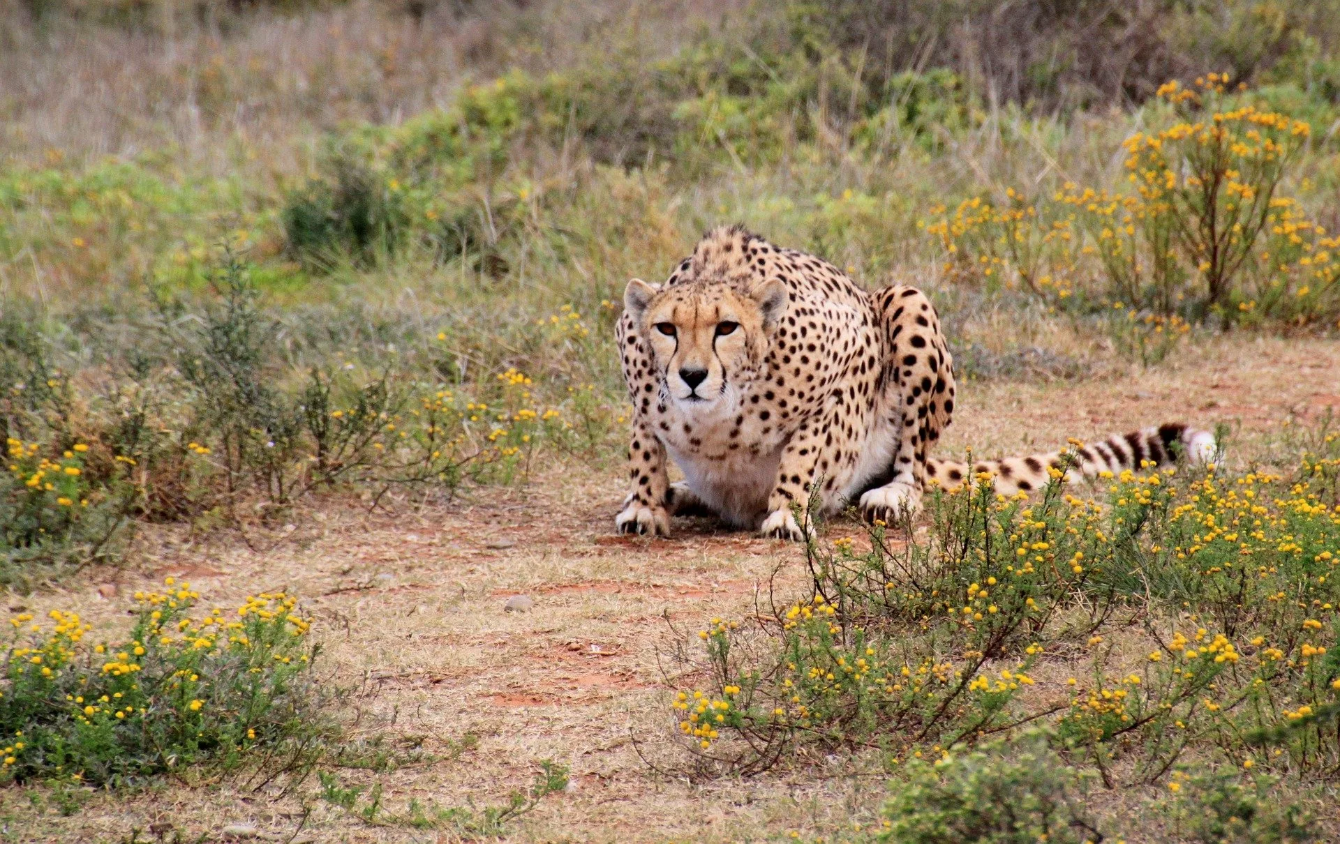 Zimbabwe e Botswana Game Trail