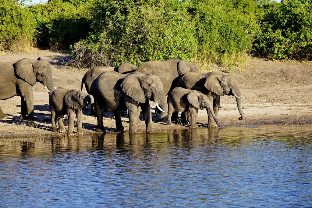 Botswana: Wildlife Lodge Safari