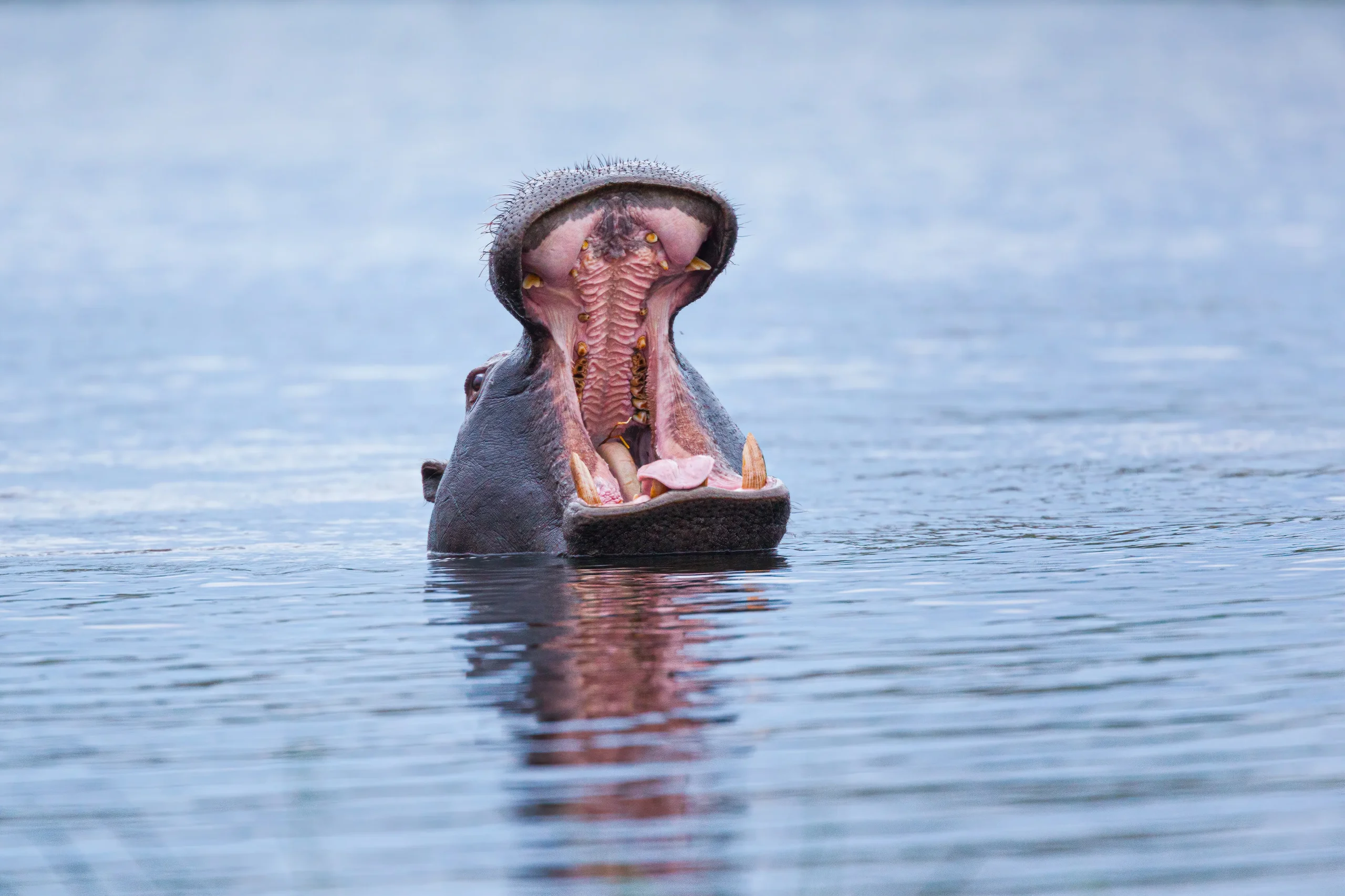 Botswana - Buffalo Safari - Camping Safari