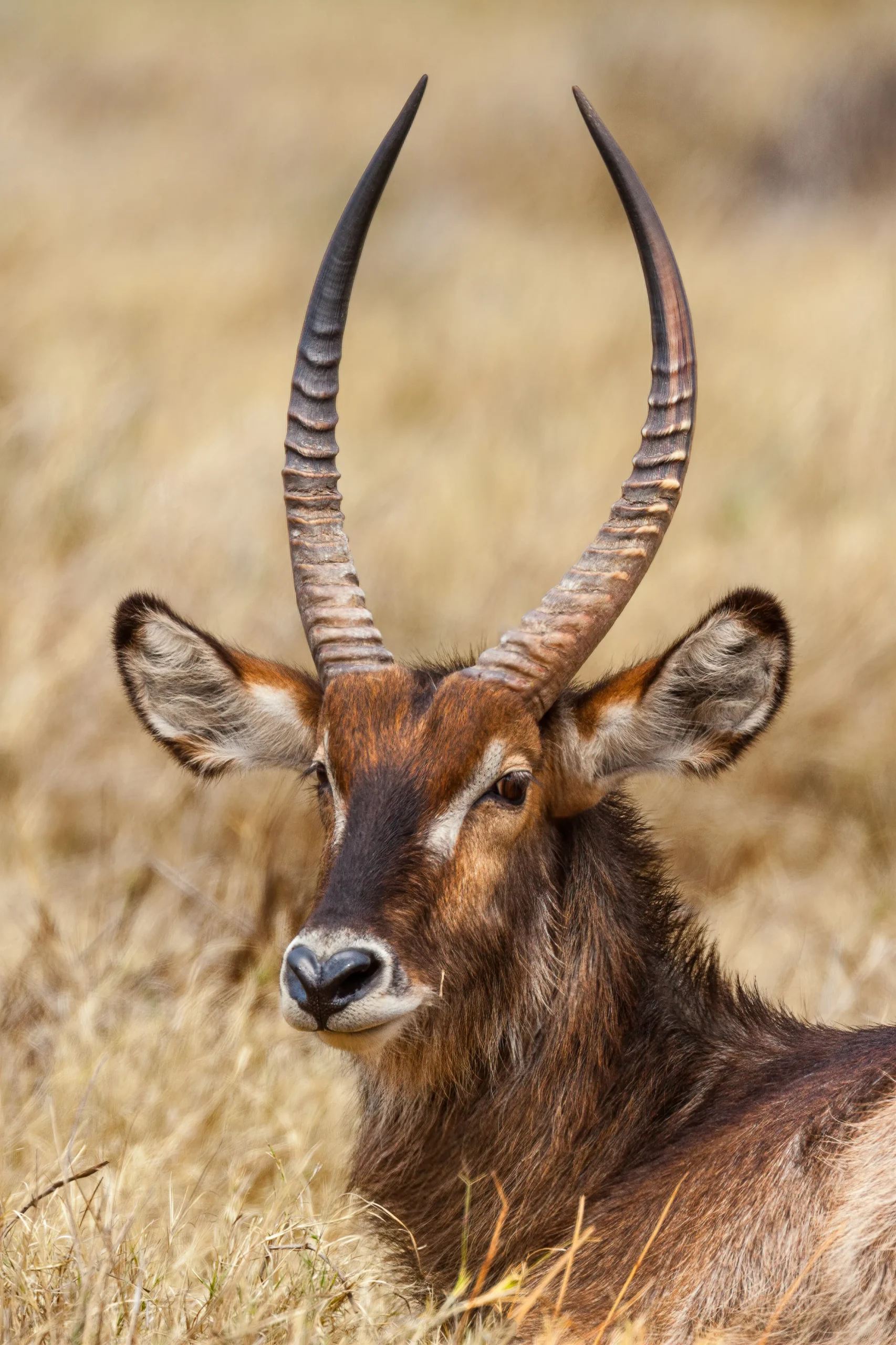 Botswana - Buffalo Safari - Camping Safari