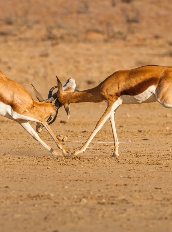 Botswana - Kalahari Safari - Camping Safari