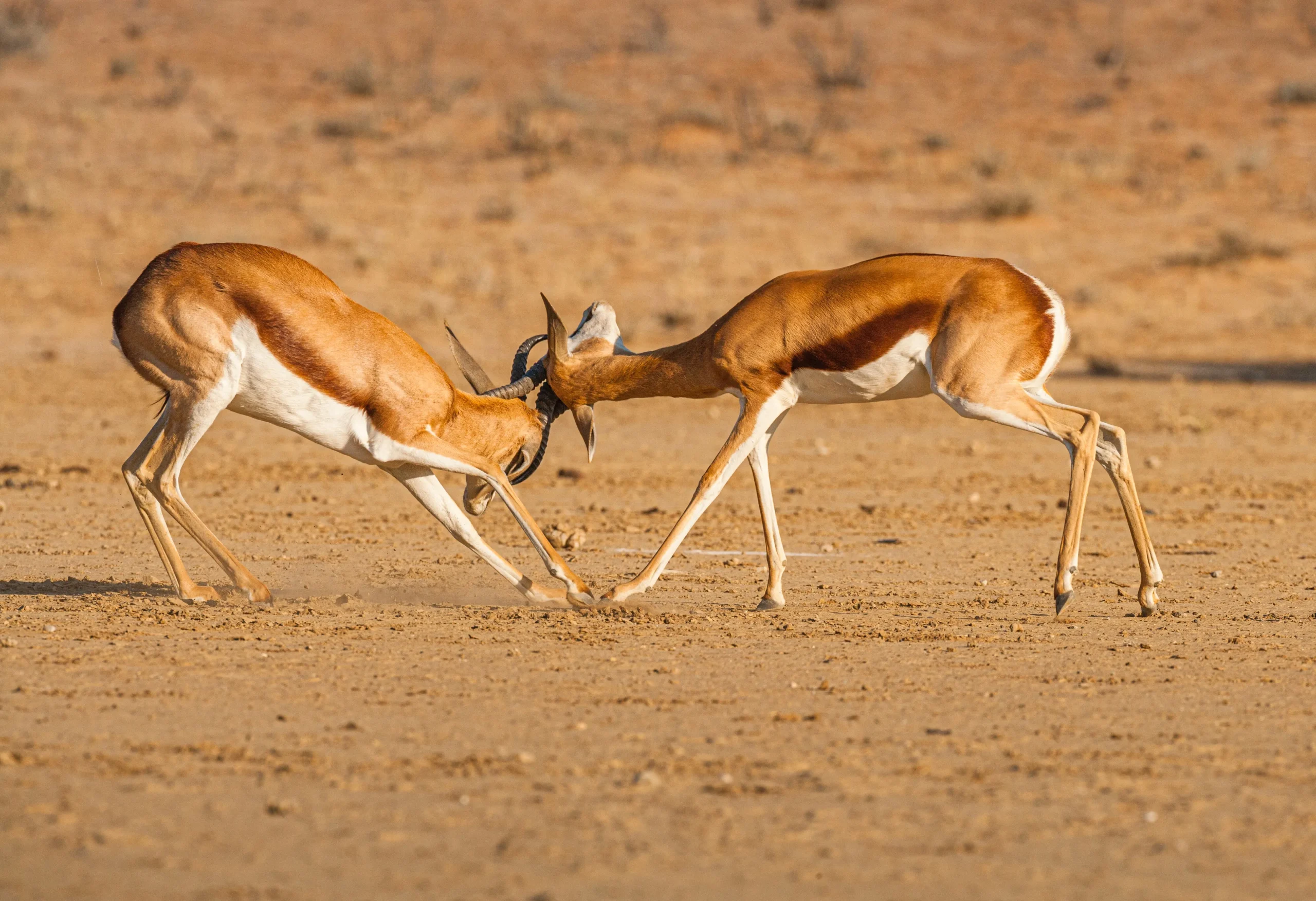 Botswana - Kalahari Safari - Camping Safari