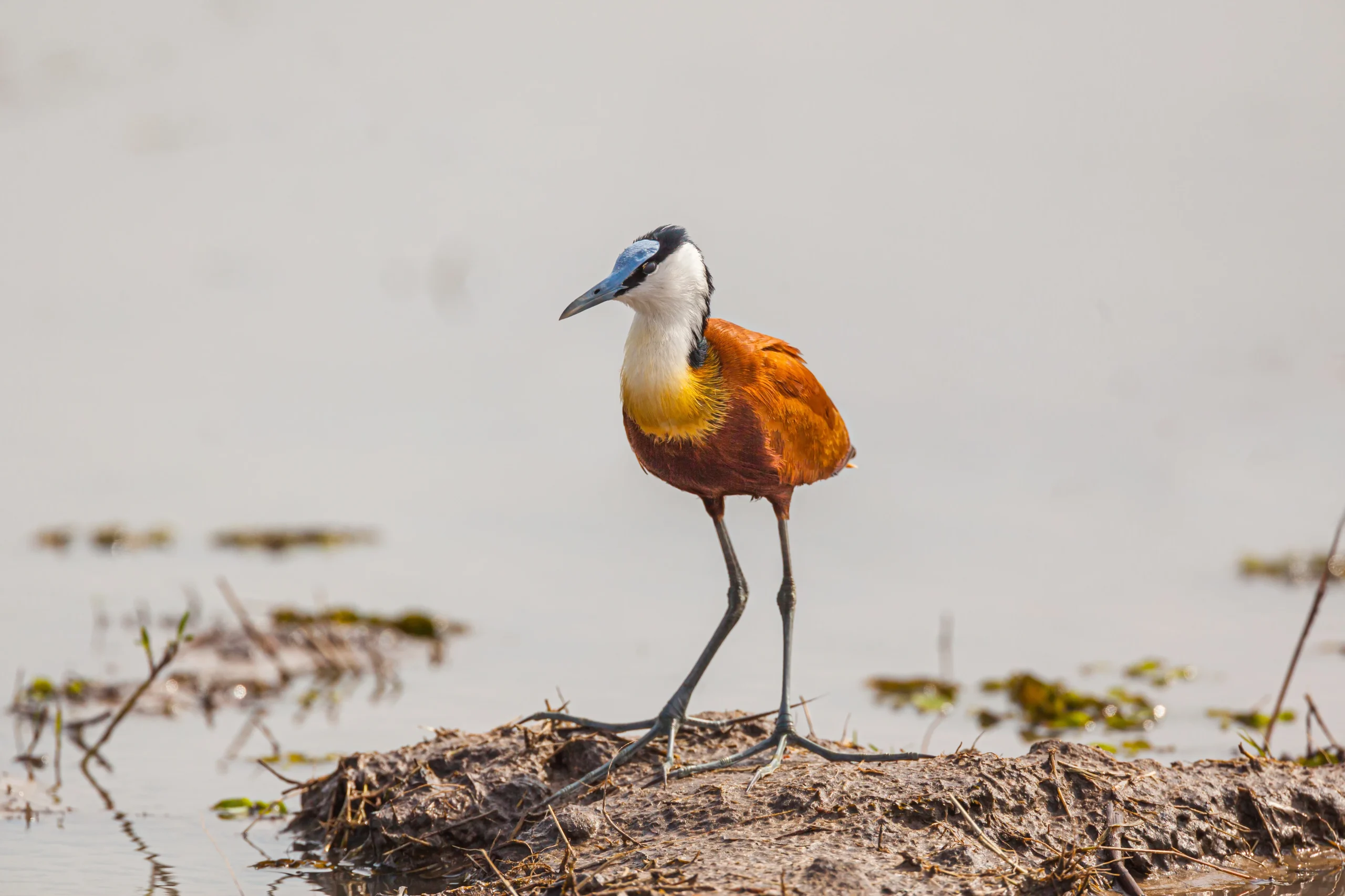 Botswana - Buffalo Safari - Camping Safari