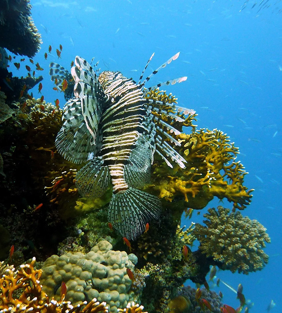 Botswana e Seychelles - Safari Focus e mare