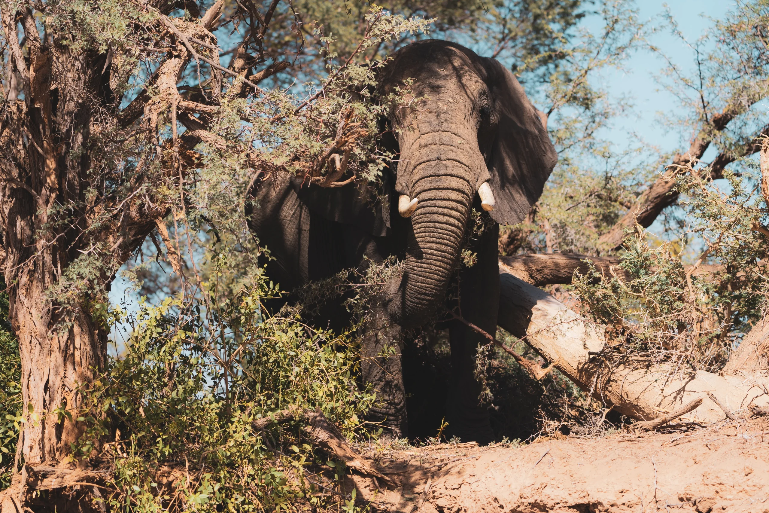 Affascinante Namibia - Self drive 4X4