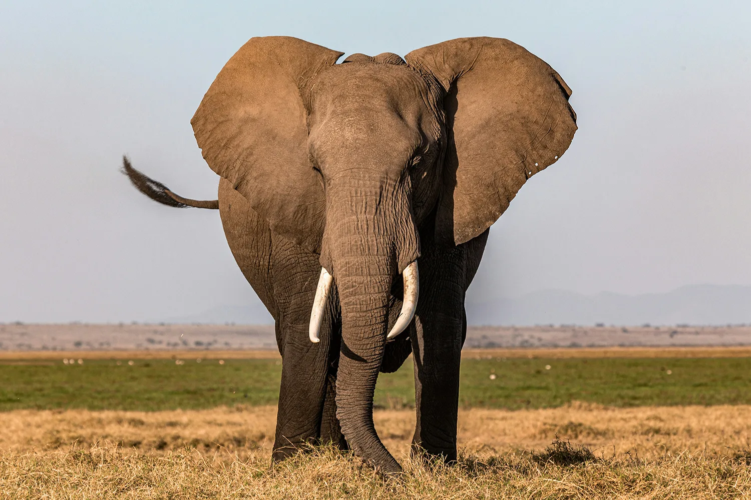 Elefante Amboseli Kenya