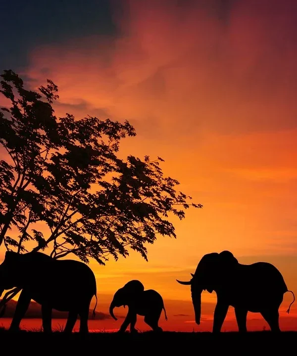 Tanzania e Mafia Island - Safari Essence e mare