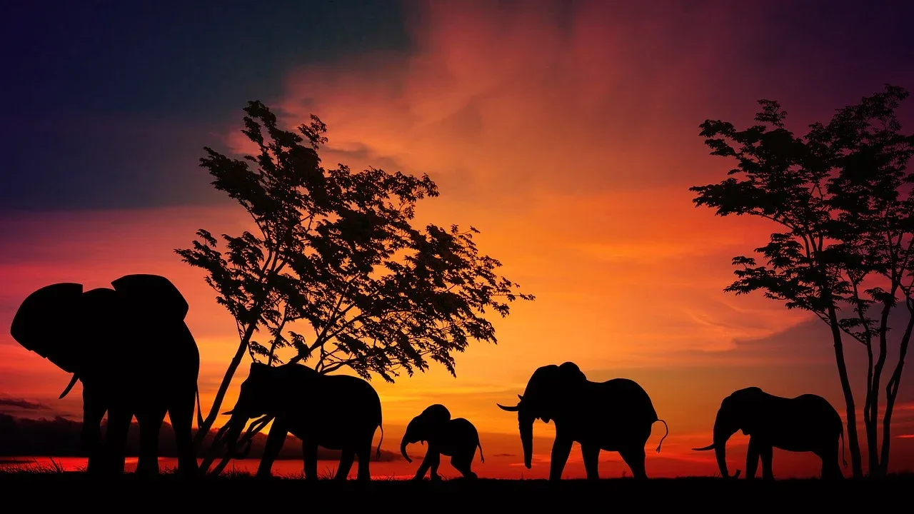 Tanzania e Mafia Island - Safari Essence e mare
