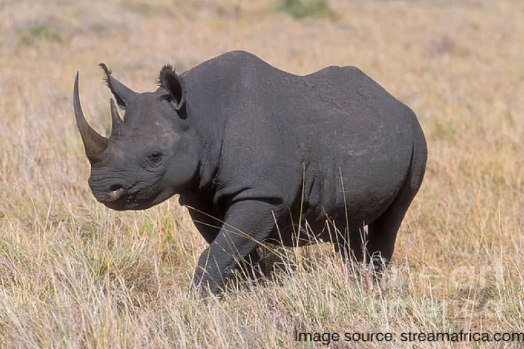 Primo Black Rhino nato in Kenya dopo 25 anni