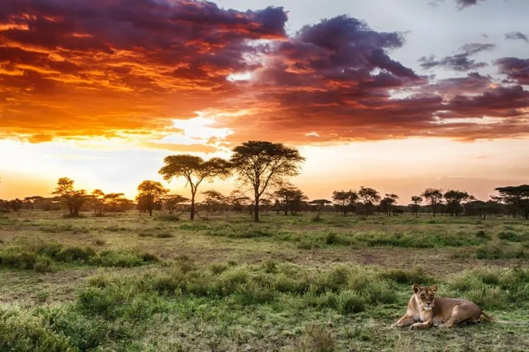 Serengeti