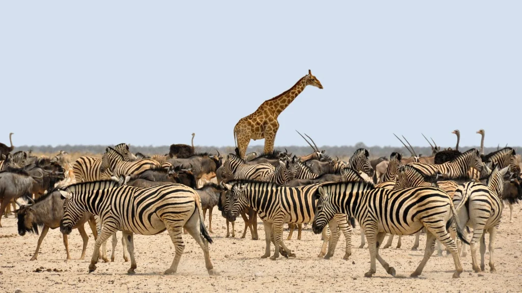 Affascinante Namibia - Self drive 4X4