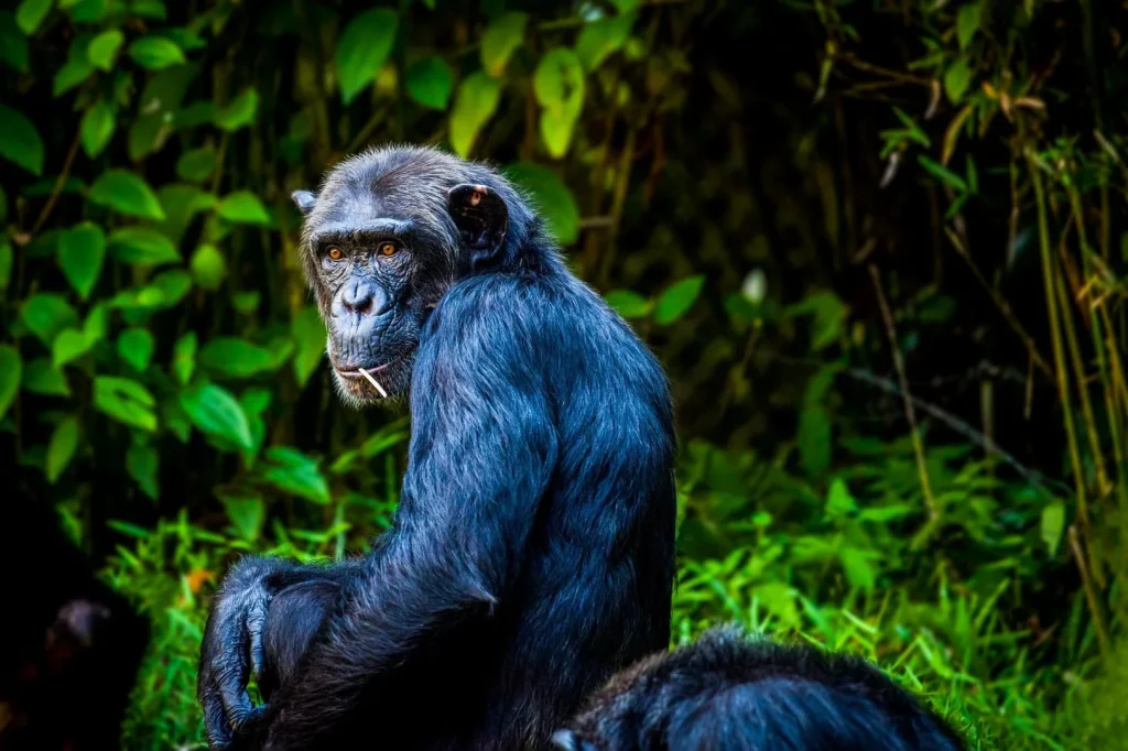 Uganda - Panorama
