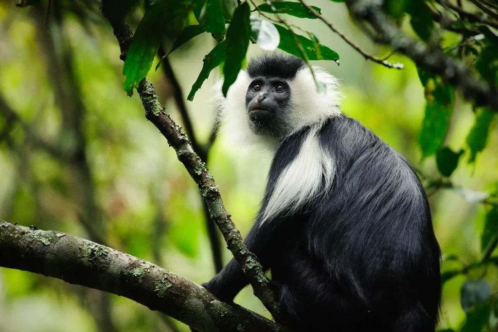 Uganda e Rwanda - Mille colline d'Africa
