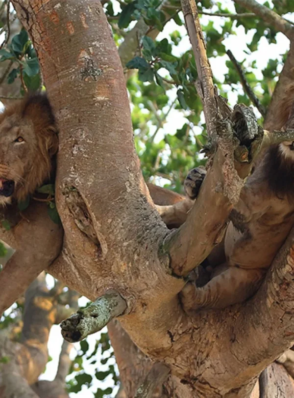 Uganda e Rwanda - Mille colline d'Africa