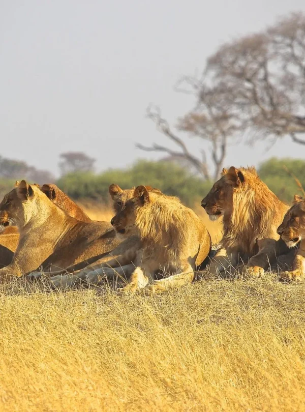 Botswana - Lion Safari - Camping Safari