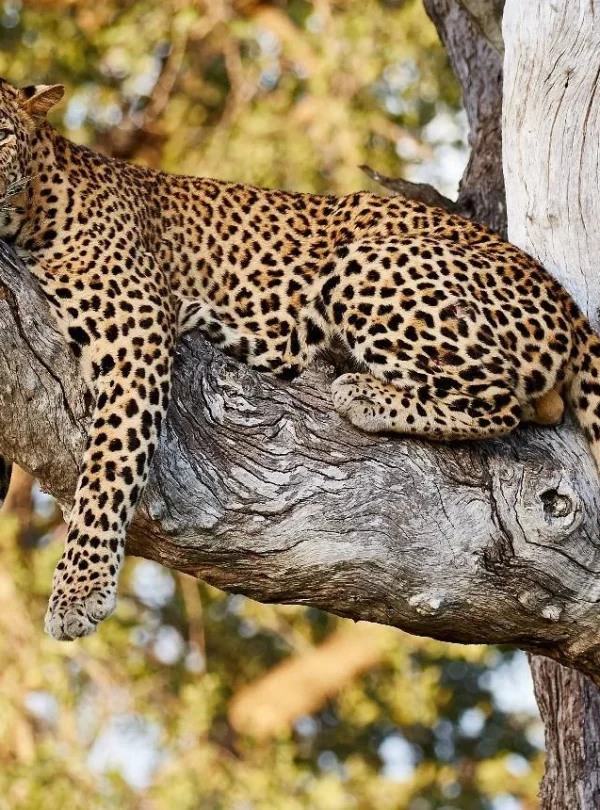 Botswana - Leopard Safari - Camping Safari