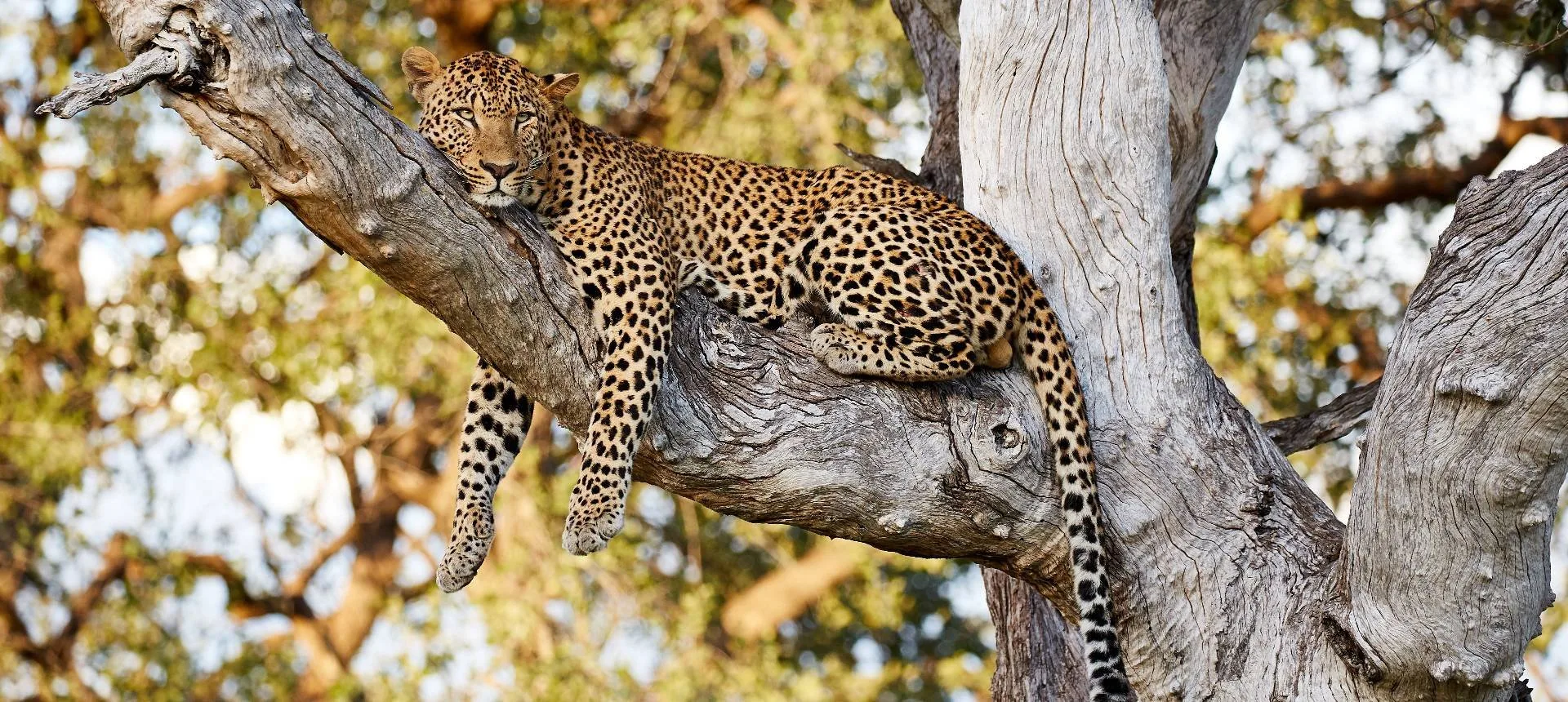 Botswana - Leopard Safari - Camping Safari