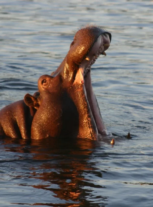 Botswana Wild Parks