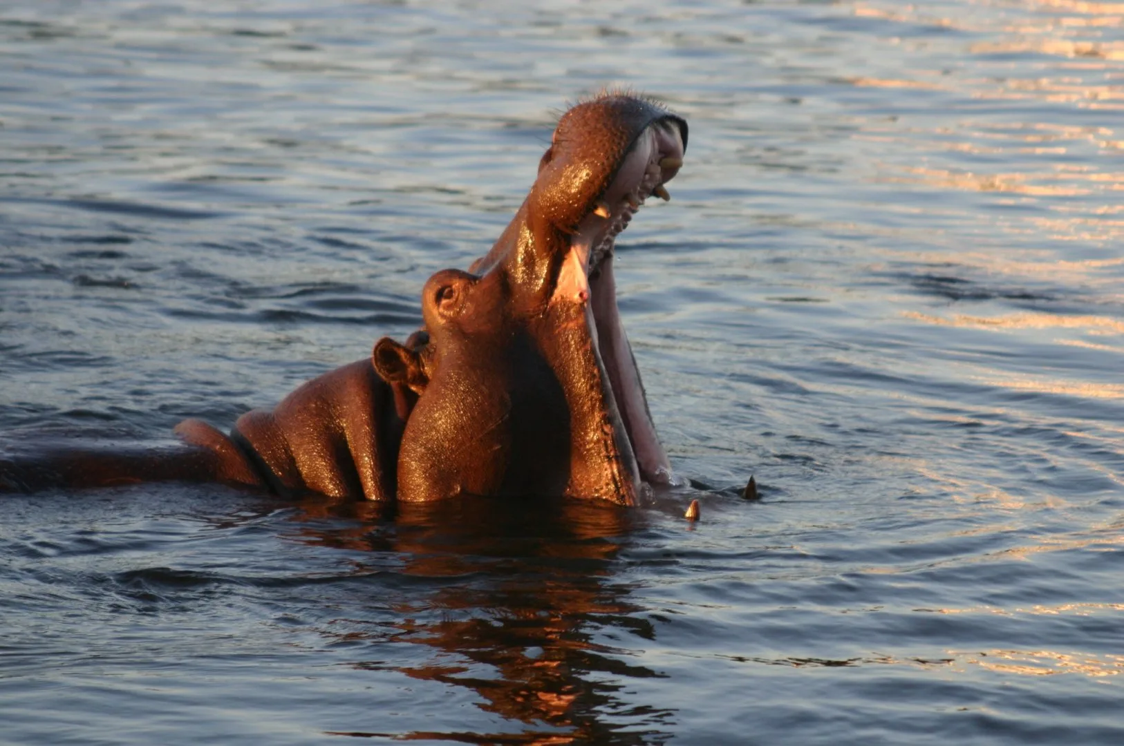 Botswana Wild Parks