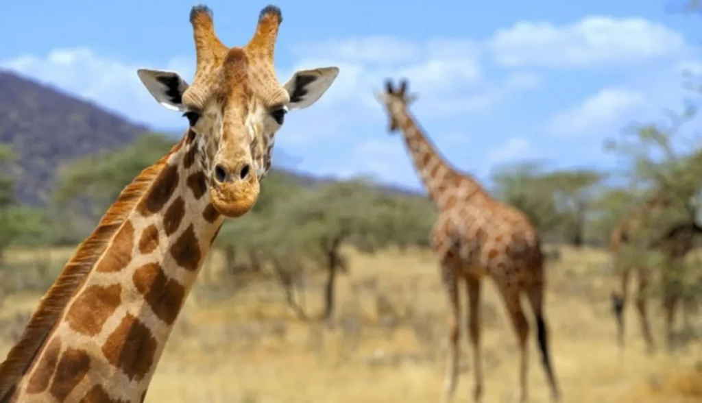Safari F.A.Q