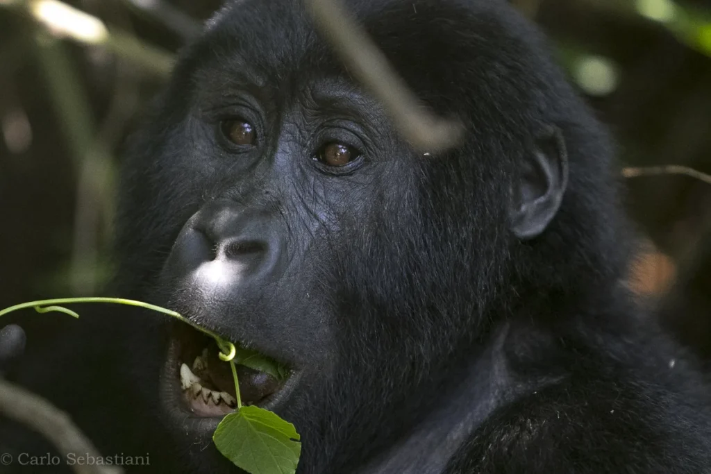 Gorilla in aumento