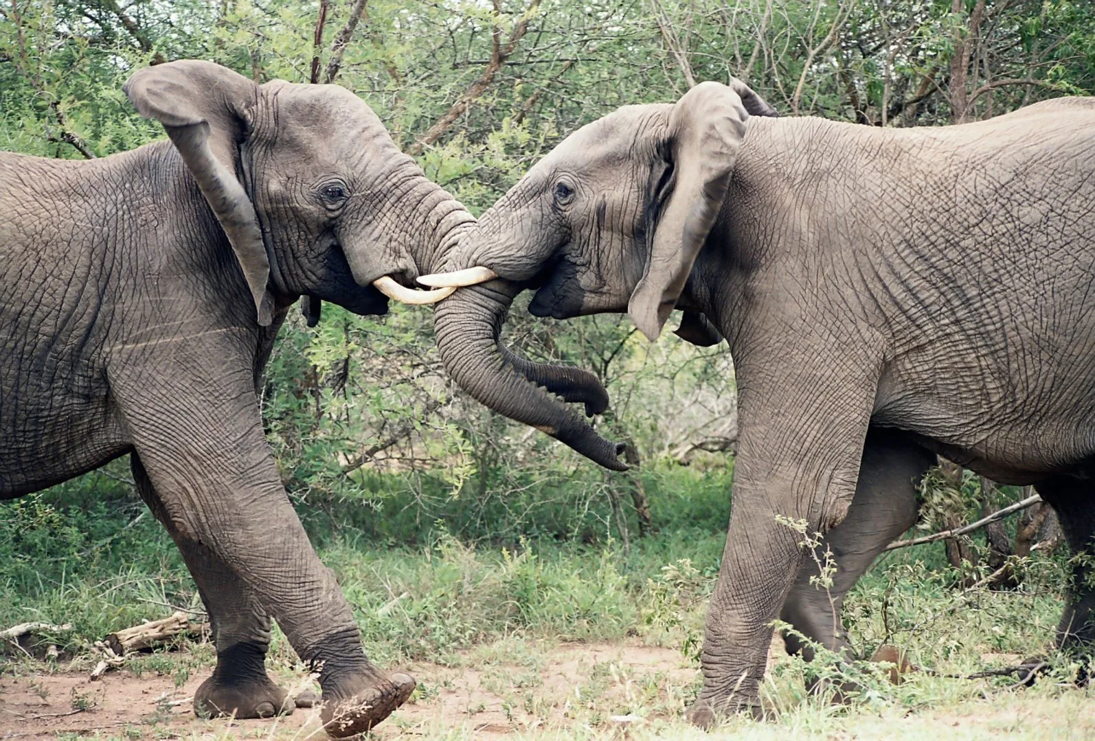 Sud Africa - Self drive tra Kruger, Swaziland e Natal 1