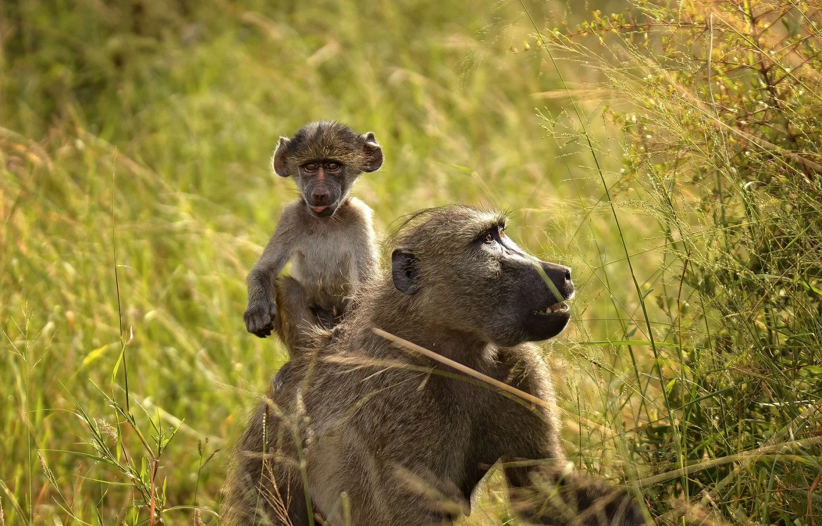 Sud Africa - Self drive tra Kruger, Swaziland e Natal 1