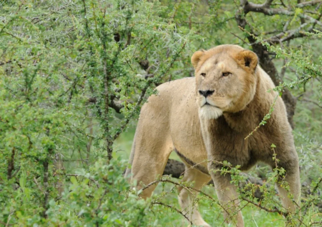 Il Leone che ha perso la sua criniera