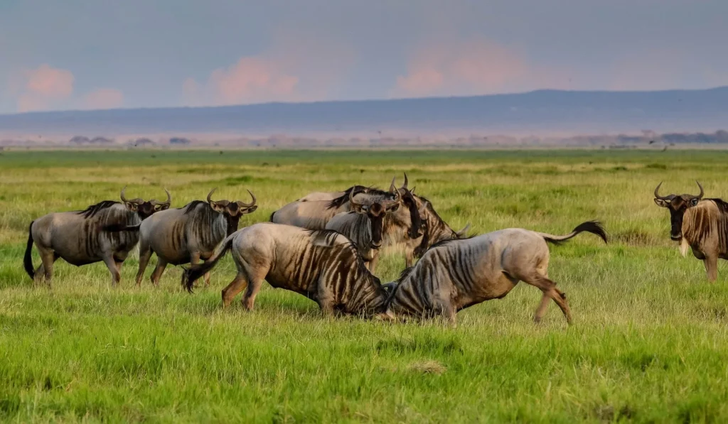 Una giornata in safari