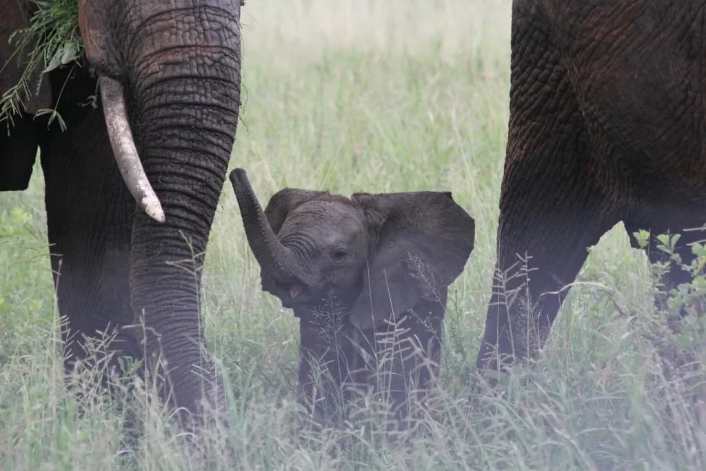 Safari in Africa con i bambini