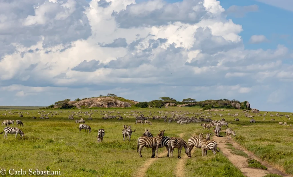 Mal d’Africa: “memoria genetica”