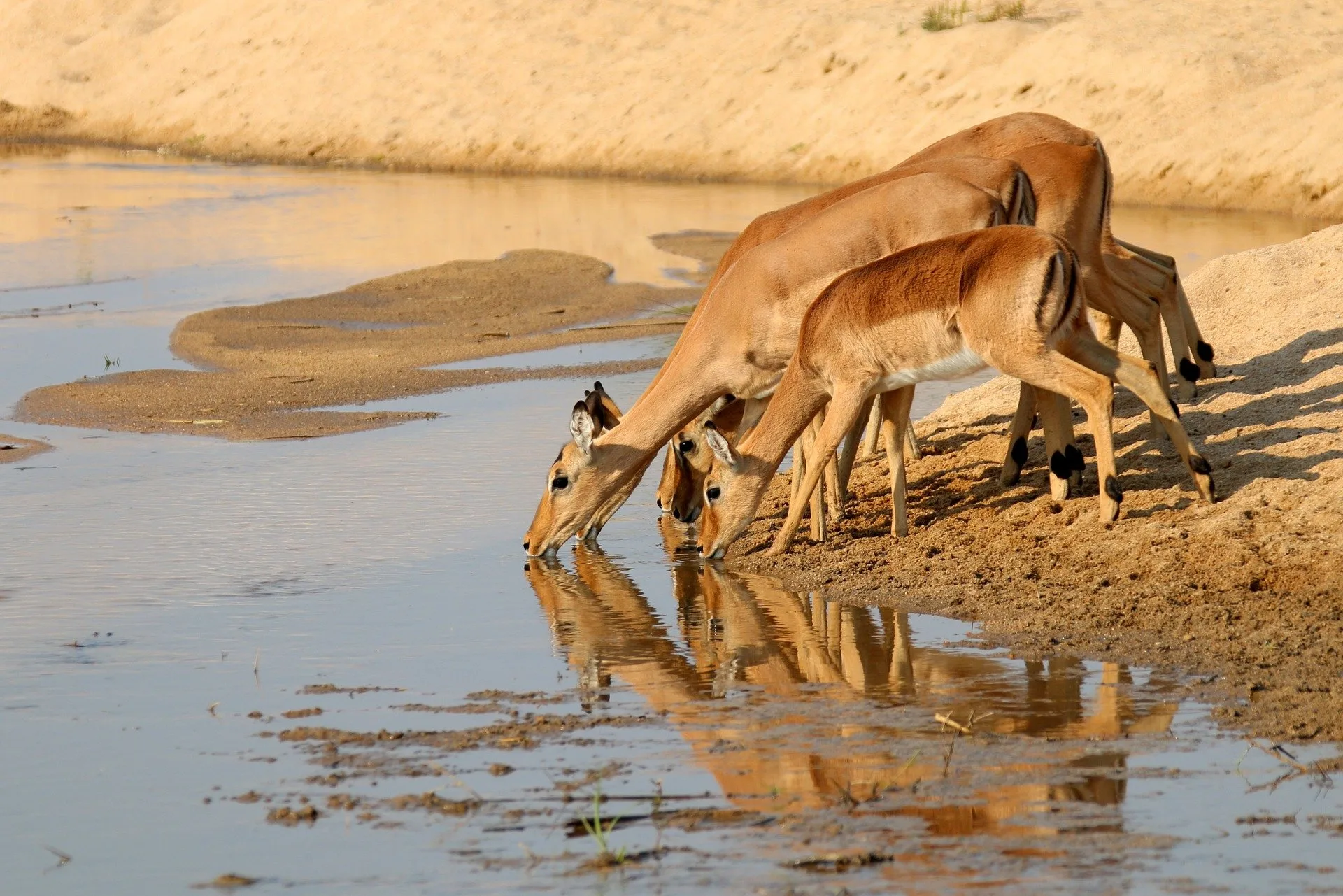 Zimbabwe e Botswana Game Trail
