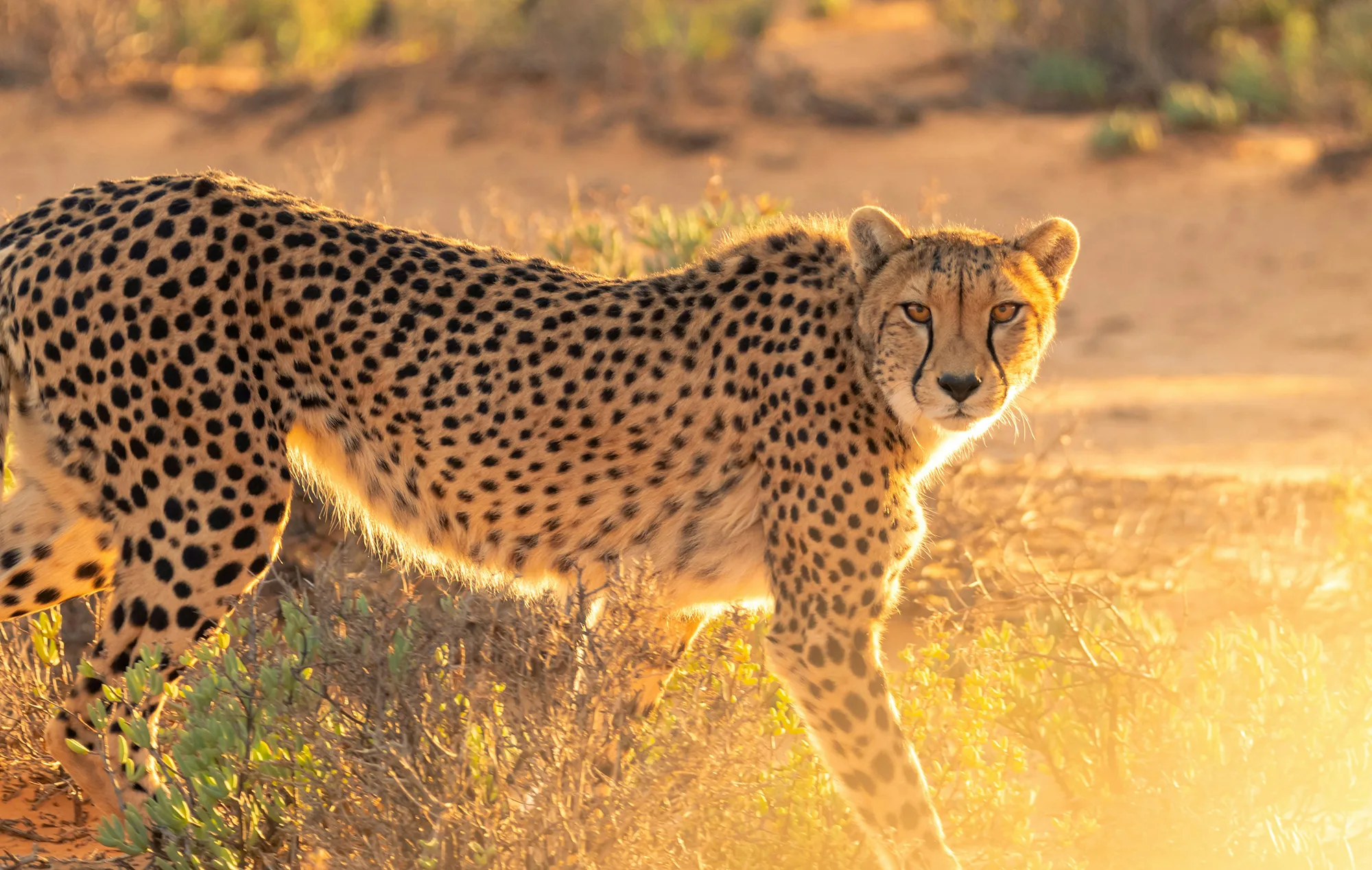 Kenya - Safari Essenza