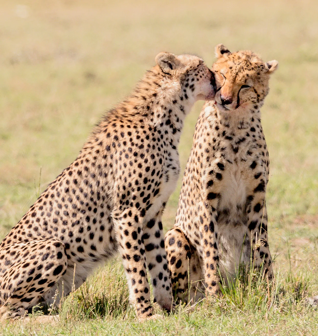 Magico Kenya