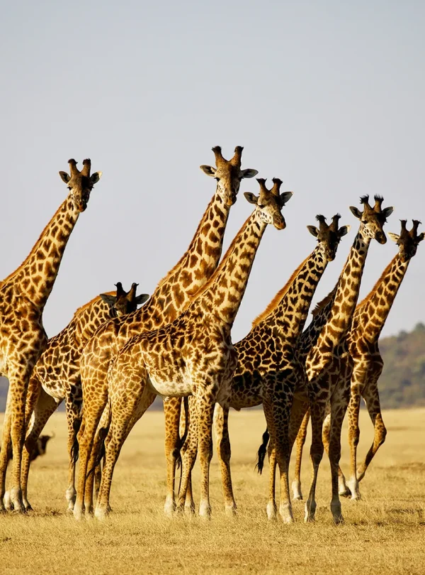 Kenya - Safari Essenza