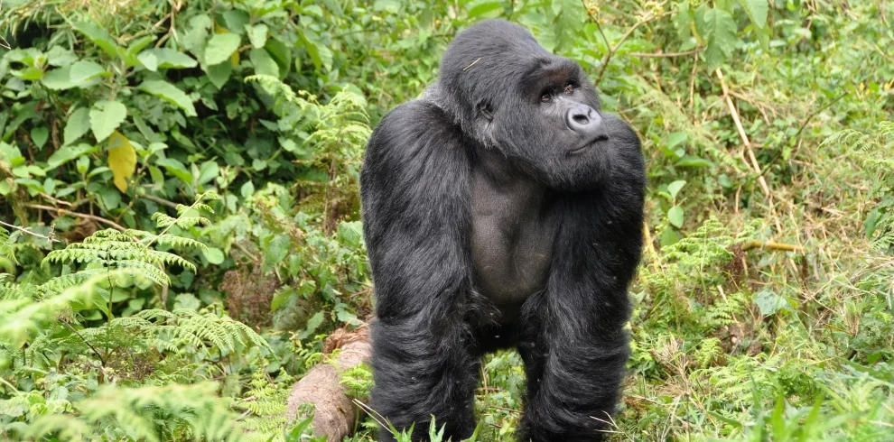 Rwanda Best Safari