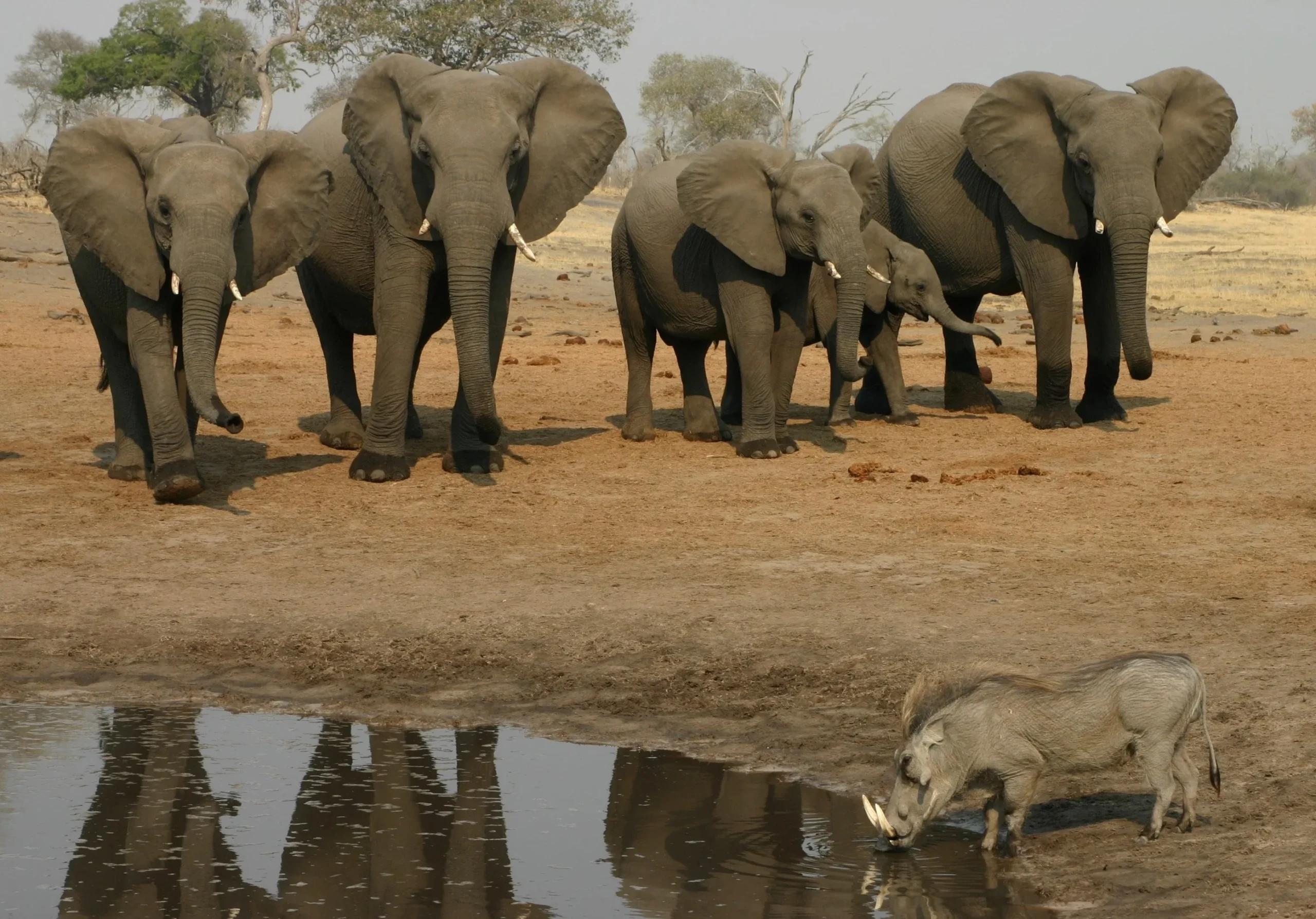Overland - Botswana Wildside
