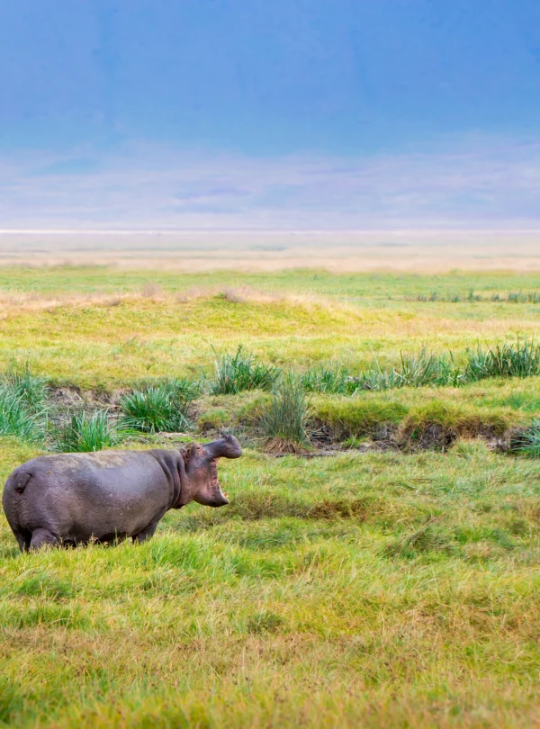 Tanzania - Le grandi pianure e Ngorongoro