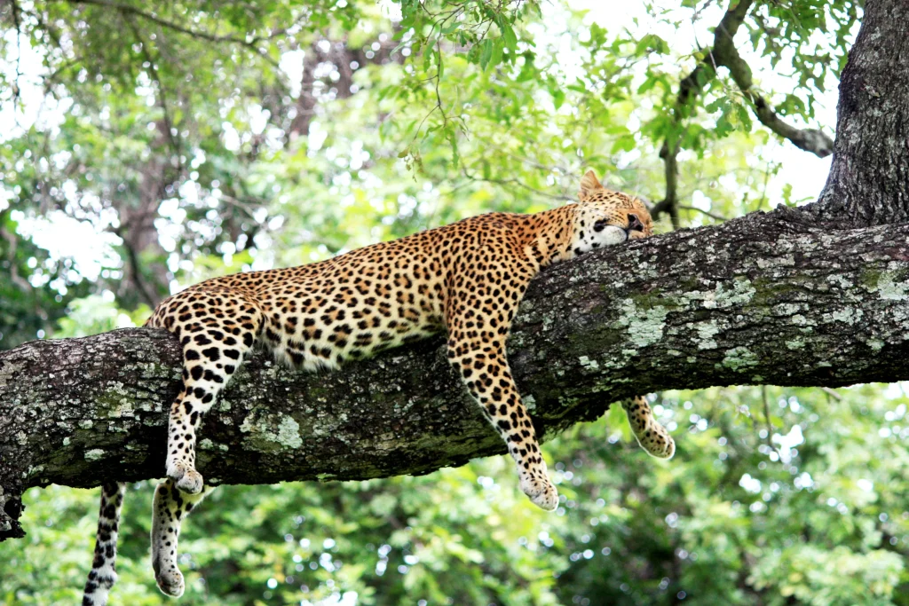 Zambia - Emozione dal bush - in campeggio