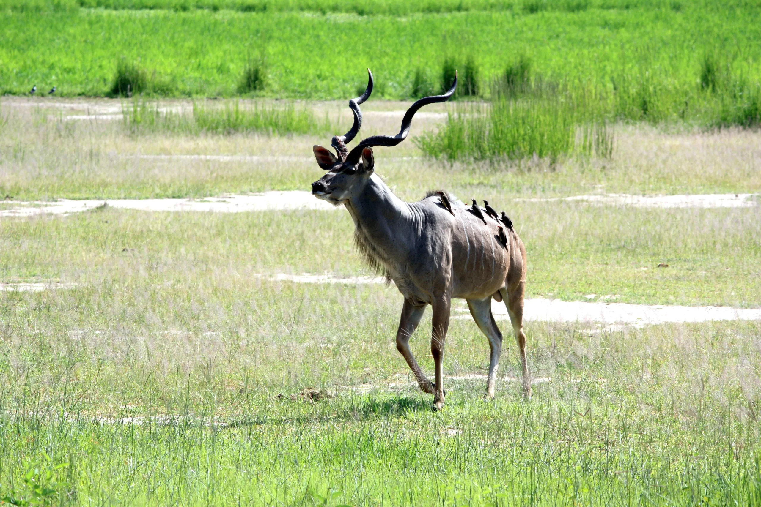 Best of Zambia