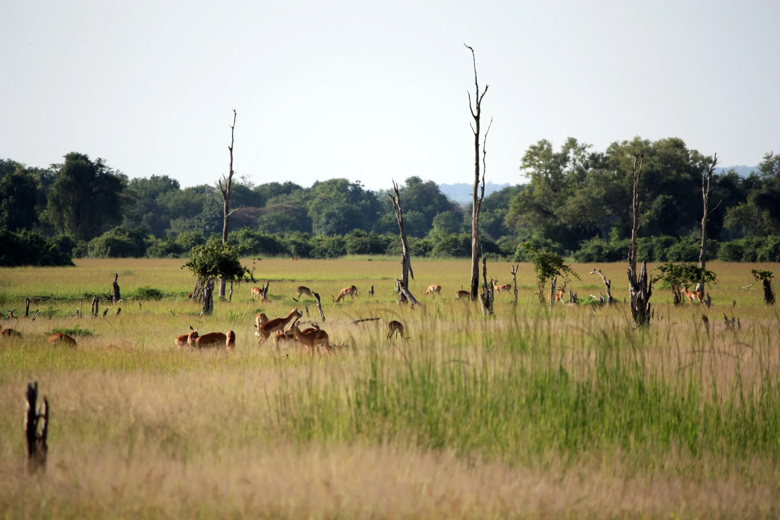 Best of Zambia