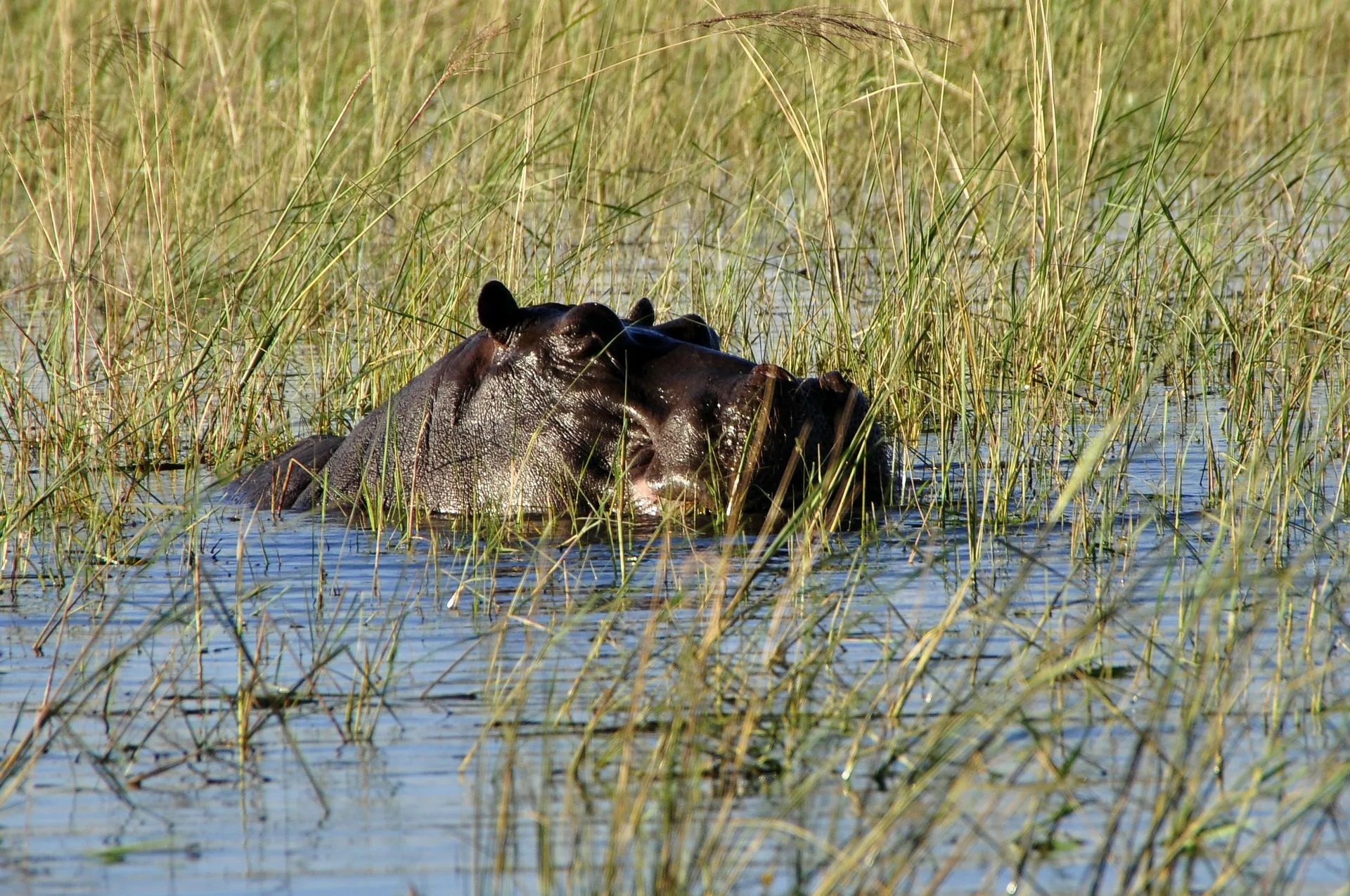 Zimbabwe e Botswana Game Trail
