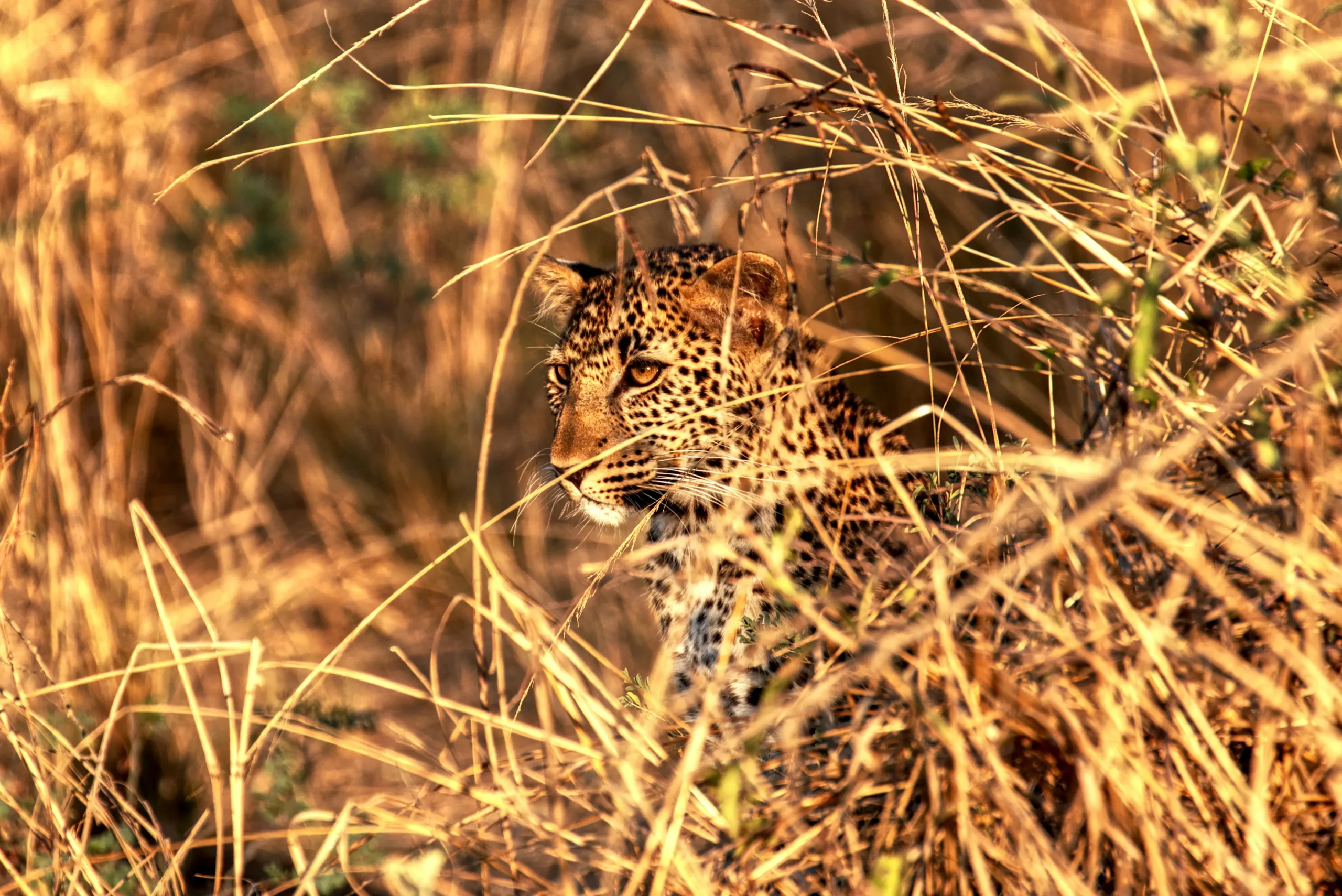 Best of Zambia