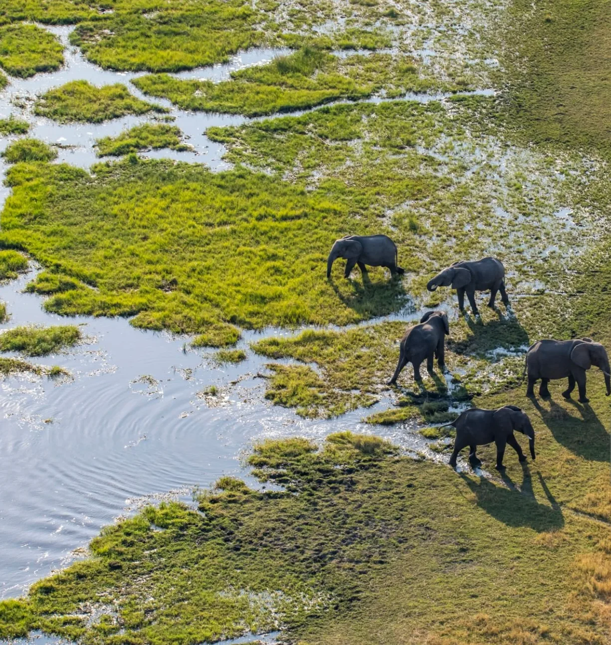 Botswana e Seychelles - Safari Focus e mare